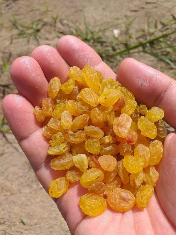 Tridara Premium Round Raisins | Naturally Sweet Kishmish